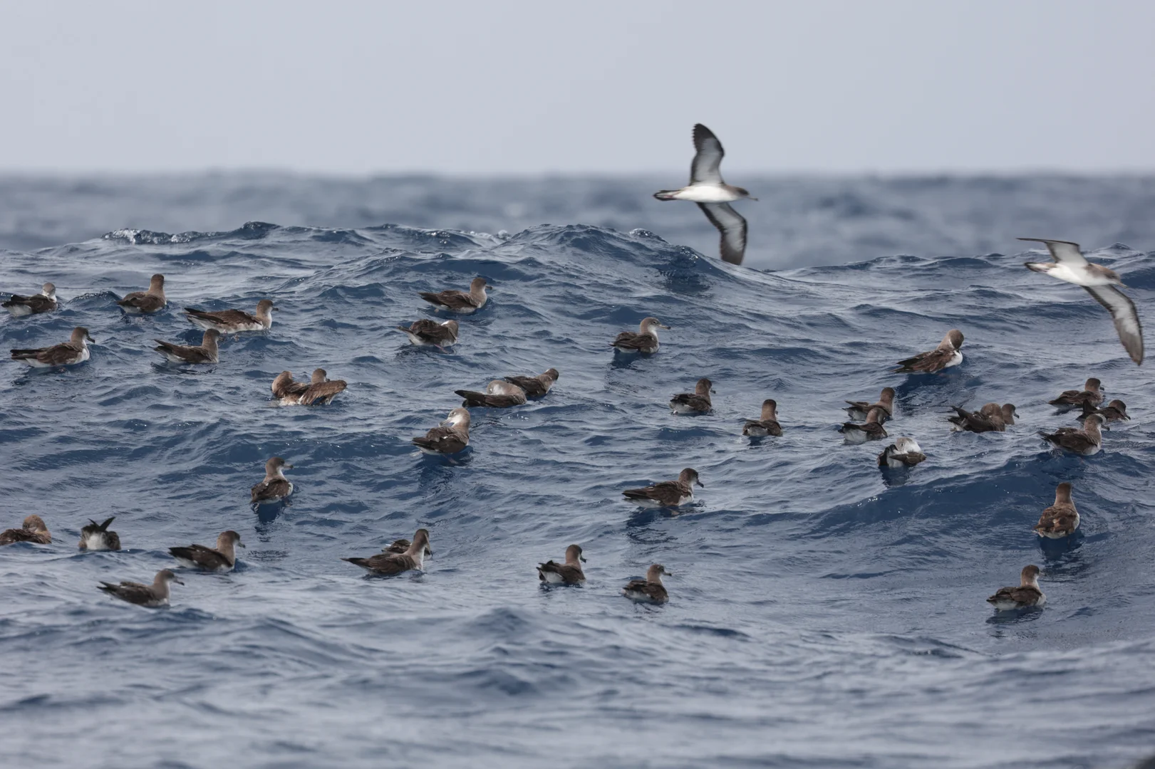 Birding guide in action