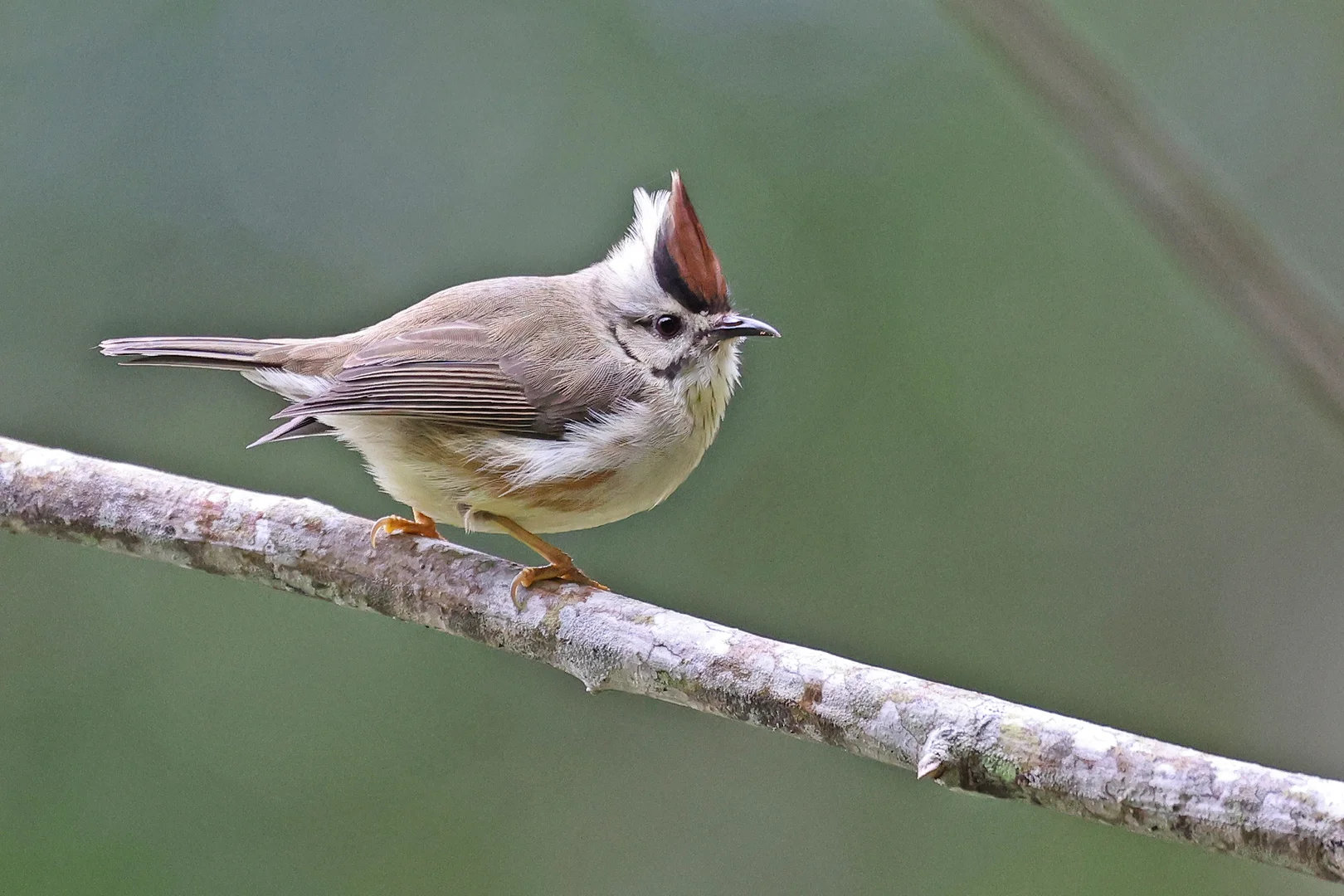 Beautiful bird photography 11