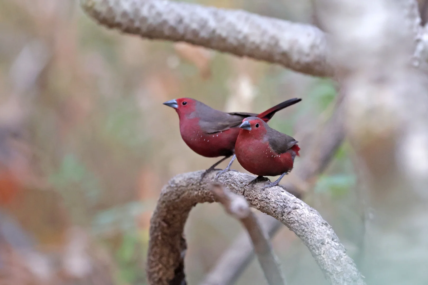 Beautiful bird photography 7