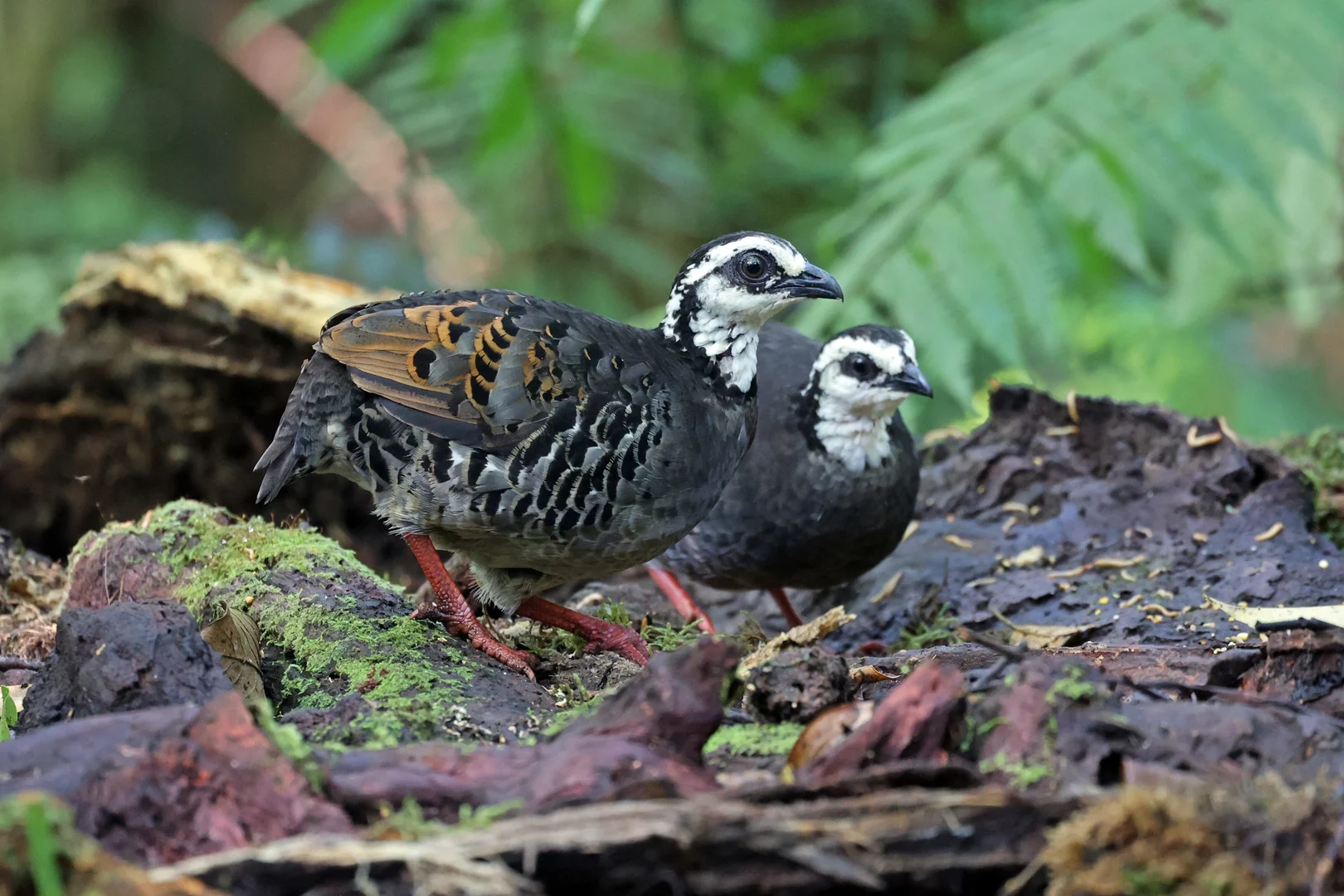 Beautiful bird photography 13