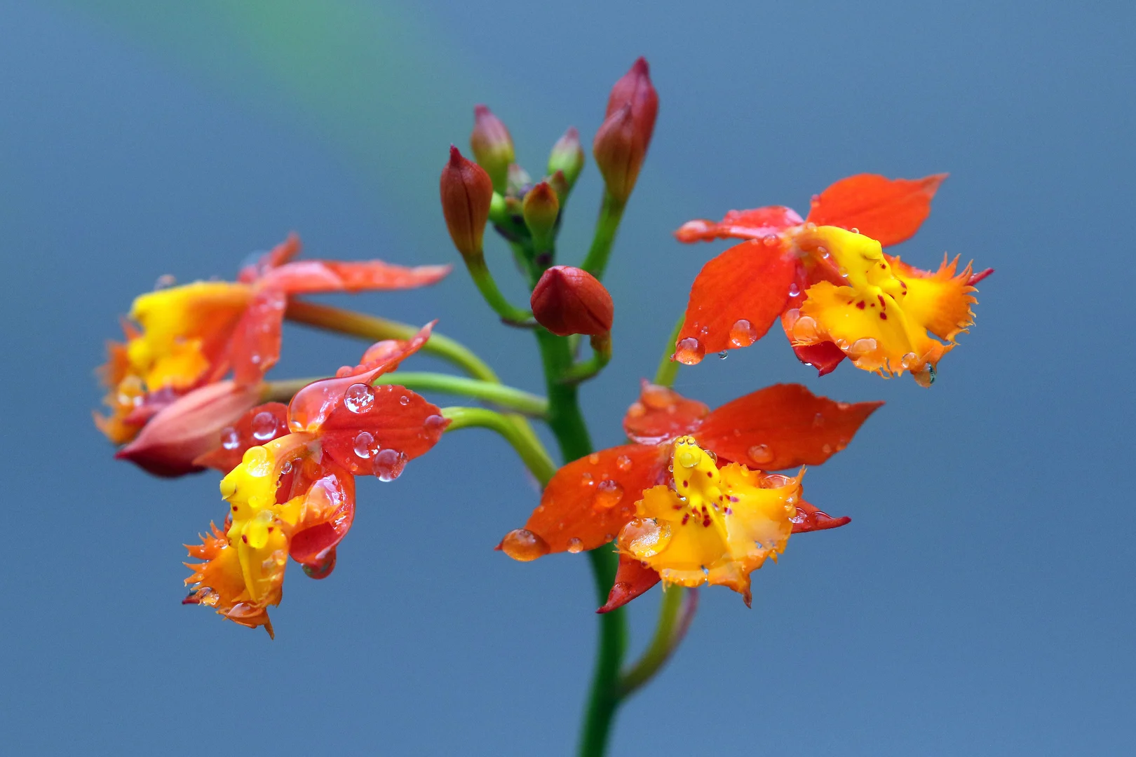 Beautiful bird photography 22