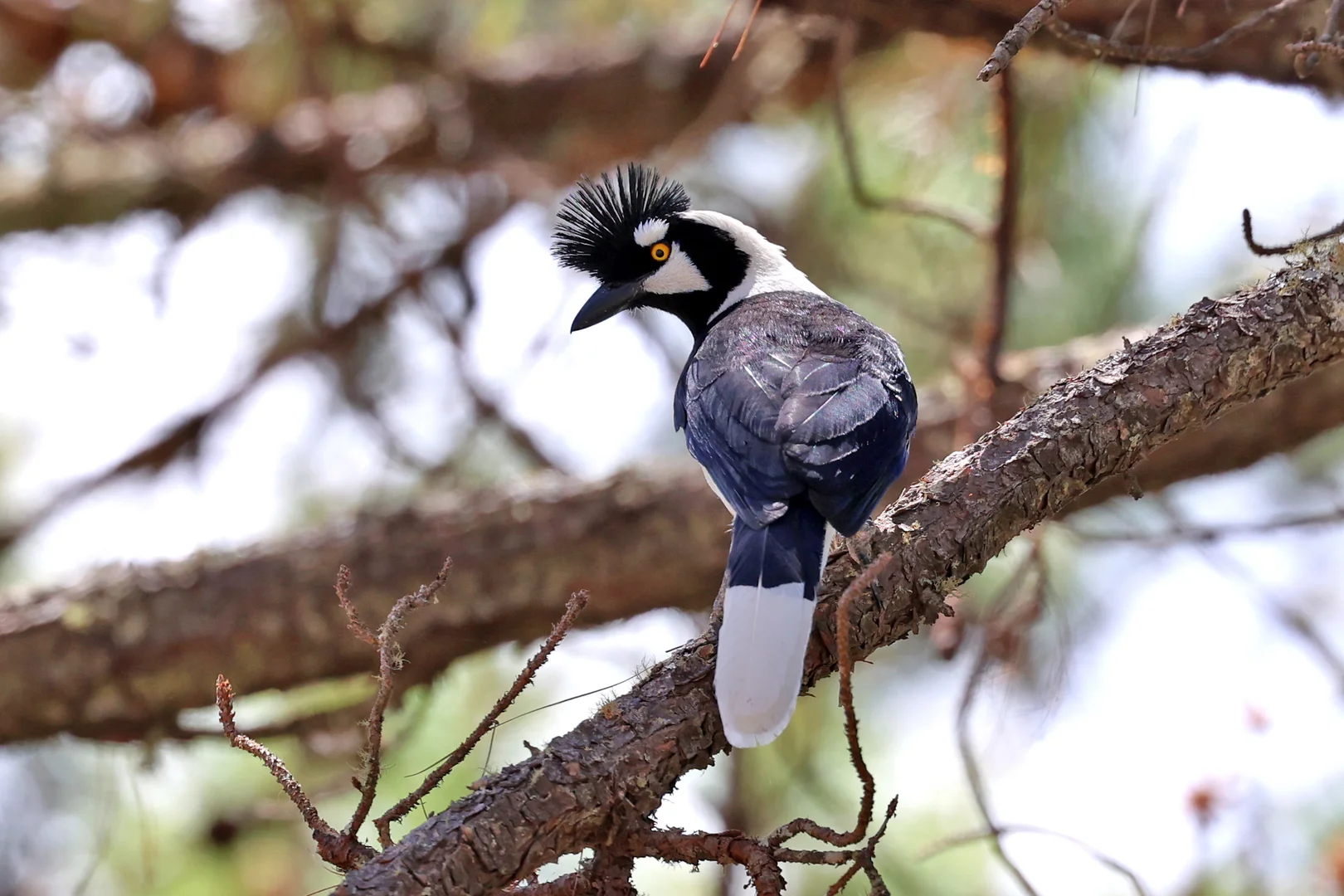 Beautiful bird photography 15