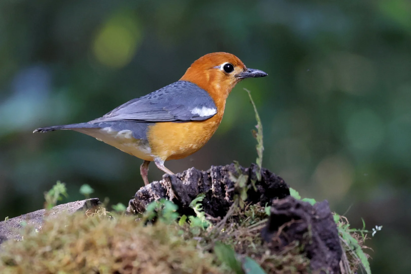 Beautiful bird photography 5