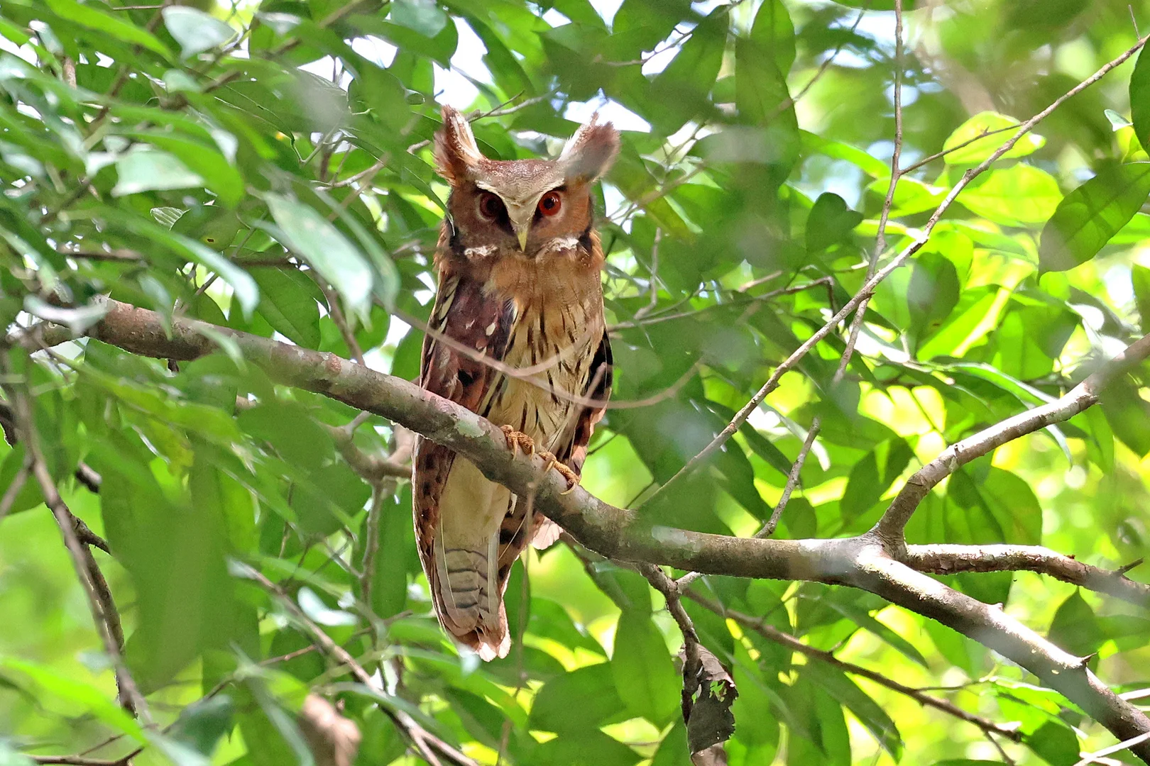 Beautiful bird photography 16