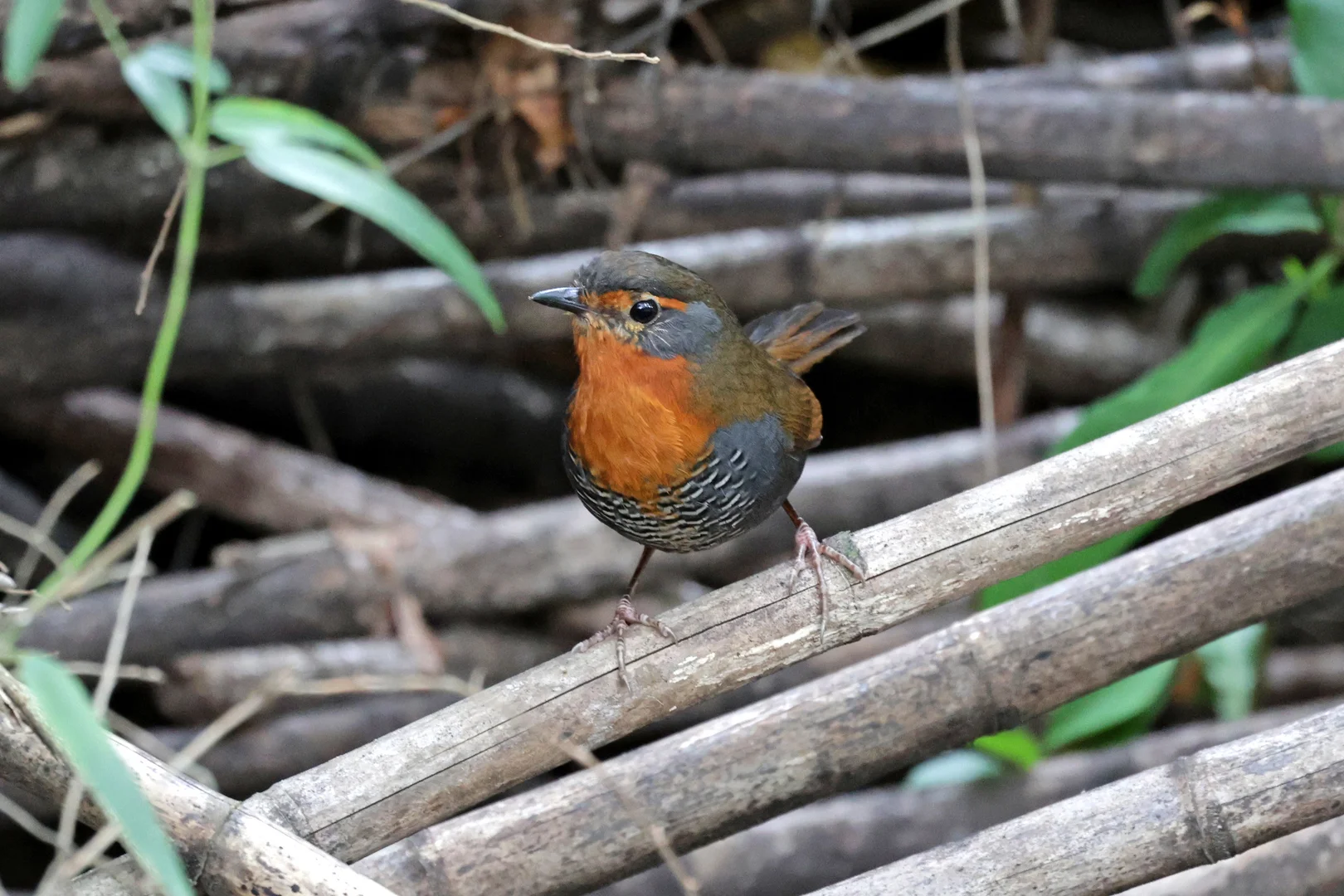 Beautiful bird photography 17